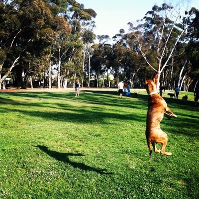 Grape Street Dog Park photo 2